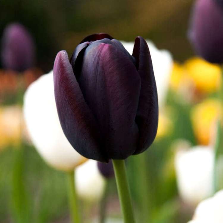 Tulpe 'Queen of Night'